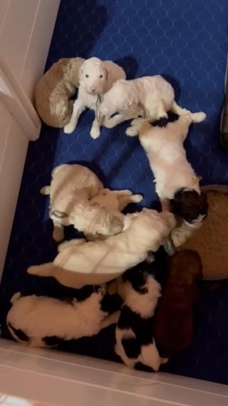 Standard Poodle Babies in Copperas Cove, Texas