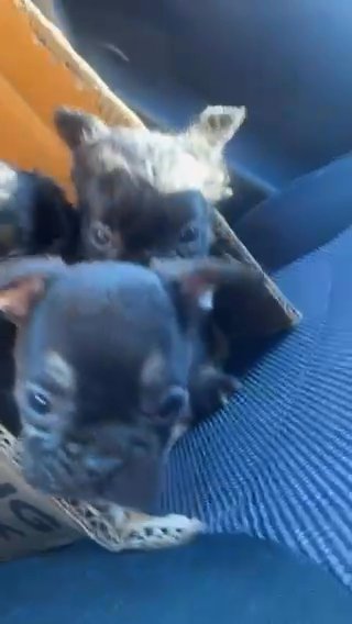 Fluffy Frenchies in Stockton, California