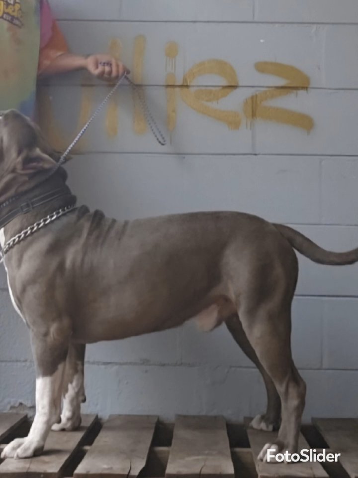 STUD SERVICE XL American Bully in Melbourne, Florida