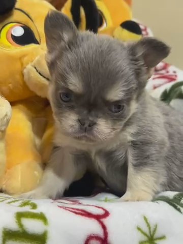 The Perfect Full Fluffy Female Didn’t exist until now in Los Angeles, California