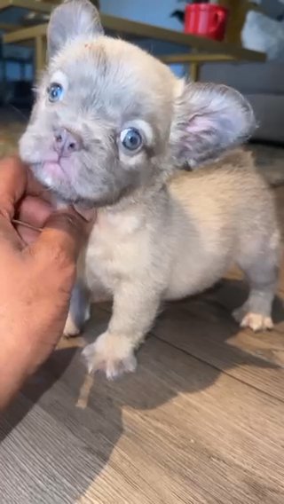 9 Week Old Isabella Full Fluff Female in Lafayette, Louisiana