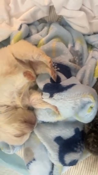 Full Fluffy Female Available Lilac An Tan Carrying Cream And Testable Chocolate in Los Angeles, California
