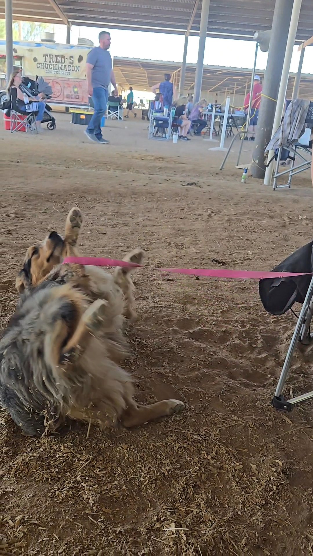 trick dog Australian Shepherd boy in Phoenix, Arizona