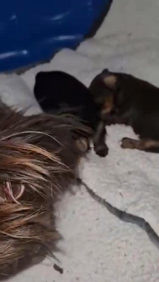 Female Chocolate and Tan CKC YORKIE in Broken Arrow, Oklahoma
