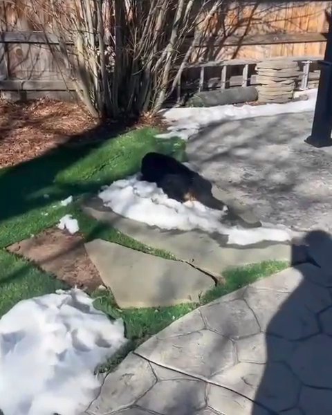 Female bernese mountain Dog puppy in San Diego, California