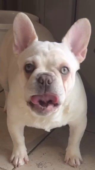 French Bulldog in Baltimore, Maryland