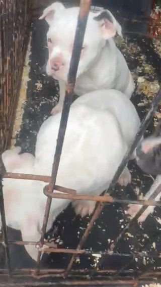 Pitbull Puppies For Sale Will Do Meet Up in Raleigh, North Carolina