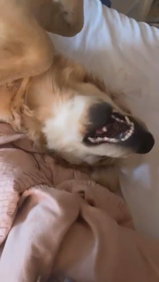 (SOLD) AKC Golden Retriever in Macon, Georgia