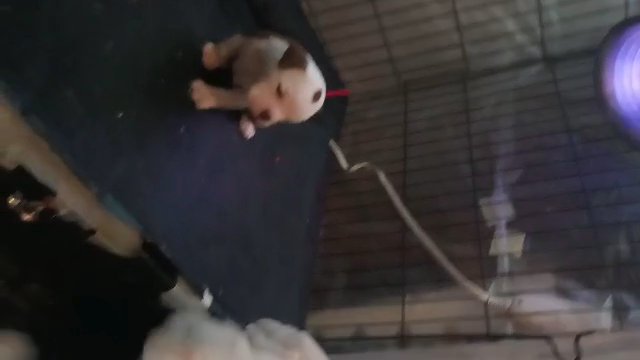 awesome puppies up for rehoming in Springfield, Illinois