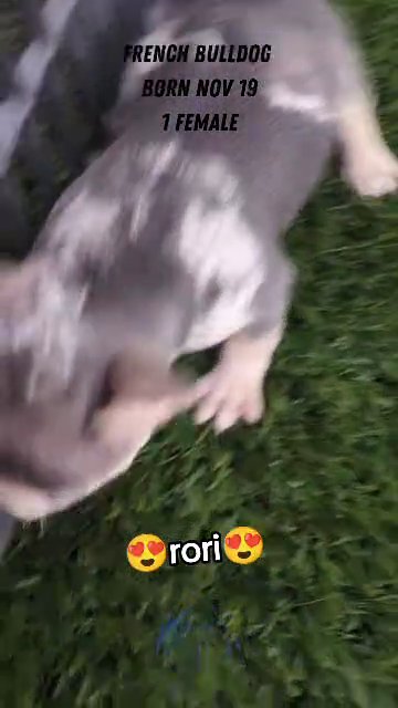 Rori (French Bulldog) in Goshen, Indiana