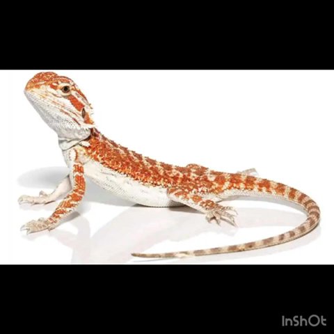 ? Only 2 Left! Baby Hypo Inferno Bearded Dragons – Message for Pics! ? in Cape Coral, Florida