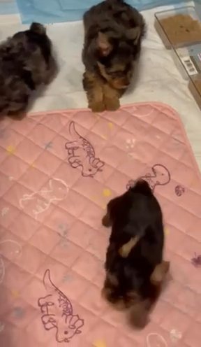 Merle Yorkies in Beaufort, South Carolina