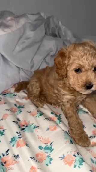 Bella (mini golden doodle) in Orlando, Florida