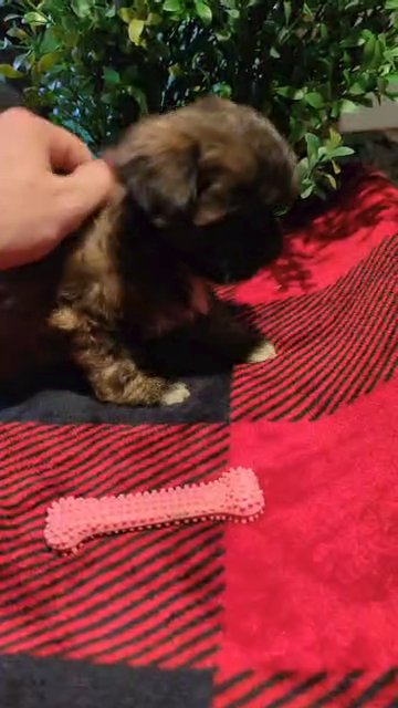 Kya (ShihPoo) in Goshen, Indiana