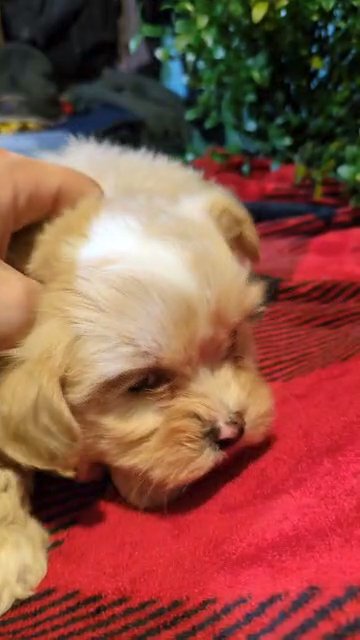 Kiki (ShihPoo) in Goshen, Indiana