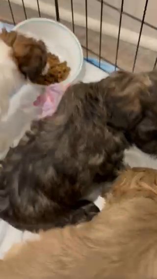 Malshipoo Puppies in Yulee, Florida