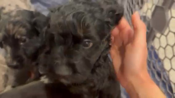 Doodle Pups Available ? in Houston, Texas
