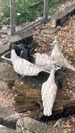 Pigeons for sale in Vero Beach, Florida