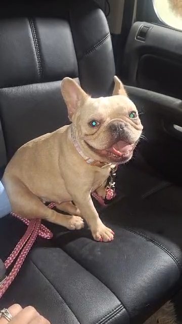 AKC French Bulldog in Athens, Texas