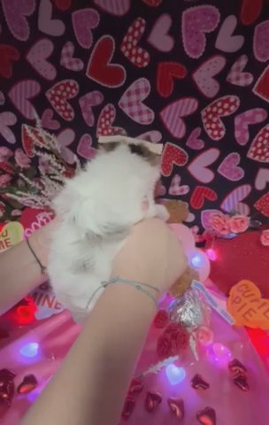 Blueberry / Blue Merle Parti Yorkie Boy in Shreveport, Louisiana