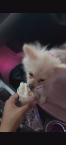 Pomeranian Tog Size in Humble, Texas