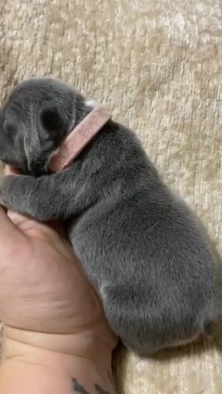 RESERVED! French bulldog Female in Parkersburg, West Virginia