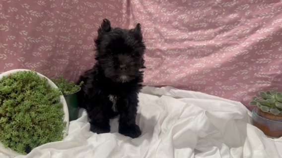 Yorkshire Terrier Male in Pottsville, Pennsylvania