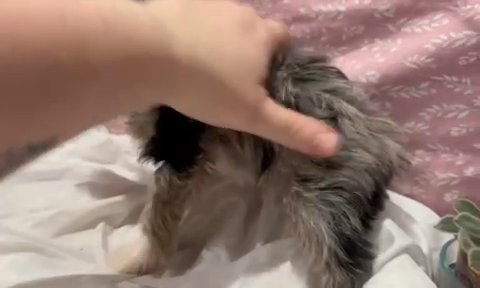 Yorkshire Terrier in Pottsville, Pennsylvania