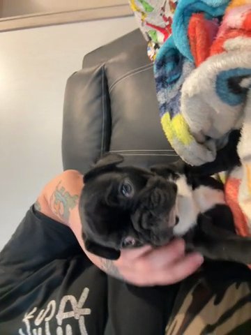 French Bulldog Puppy in Pittsburgh, Pennsylvania