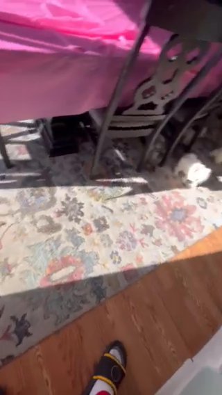 Shih Tzu/ Bichon Frize Breed(teddy Bear) in Easton, Pennsylvania