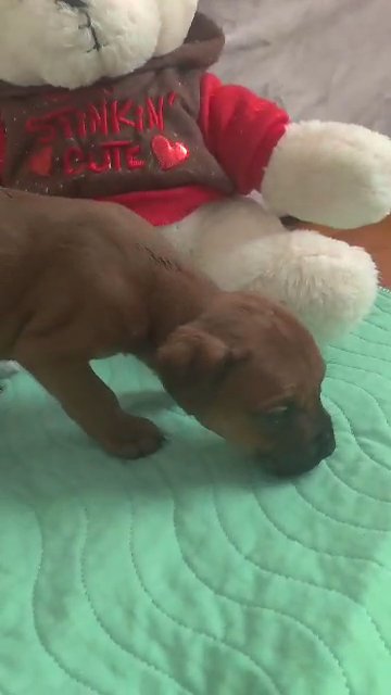 Shiva's Babies in Elkton, Maryland