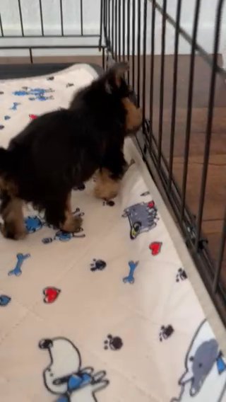 Jax - Yorkie in Sparks, Nevada