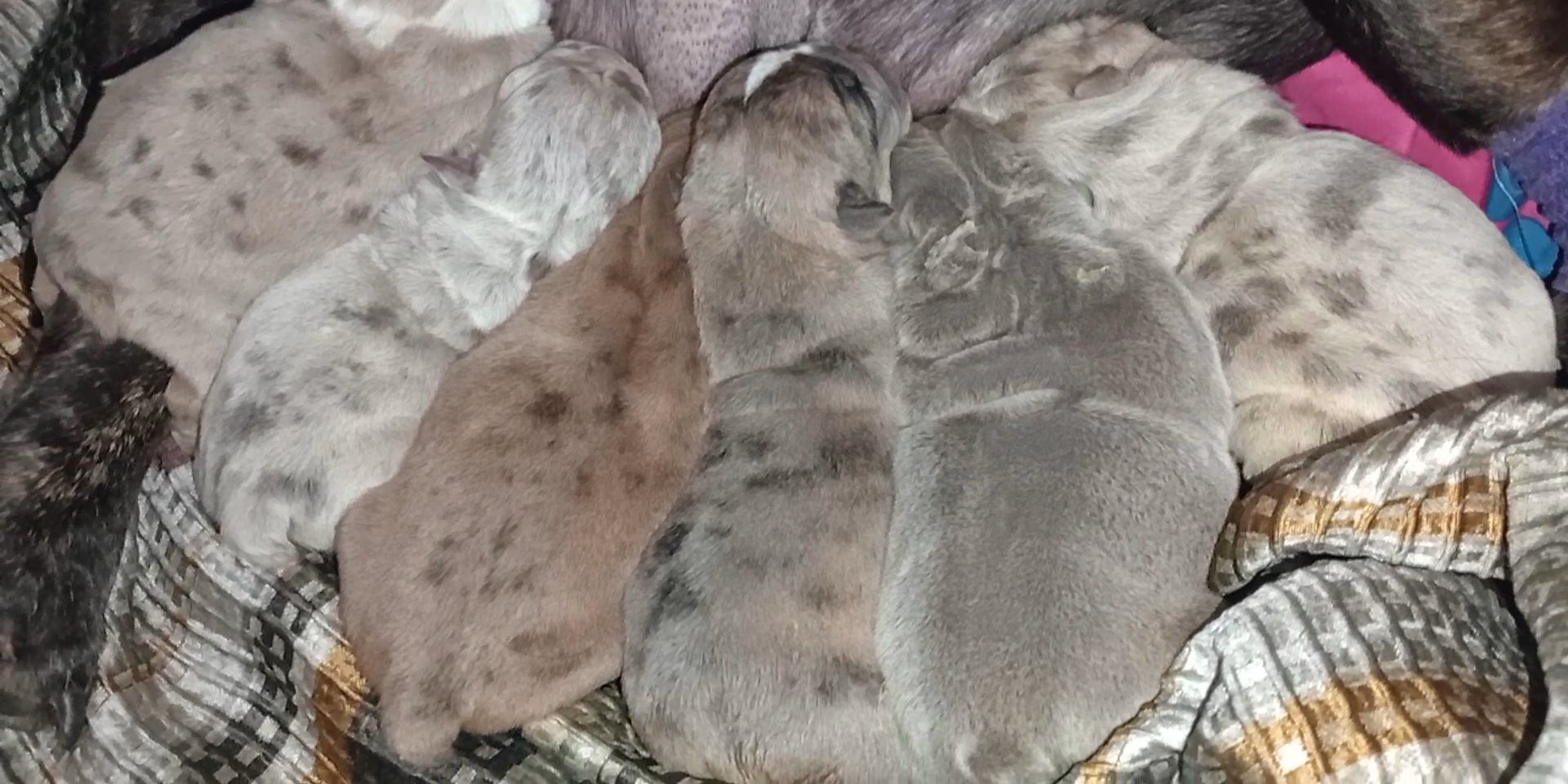 AKC English bulldog puppy in Coshocton, Ohio