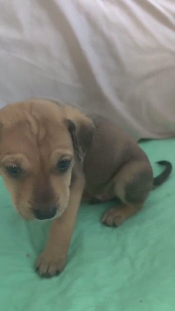 Honey in Elkton, Maryland
