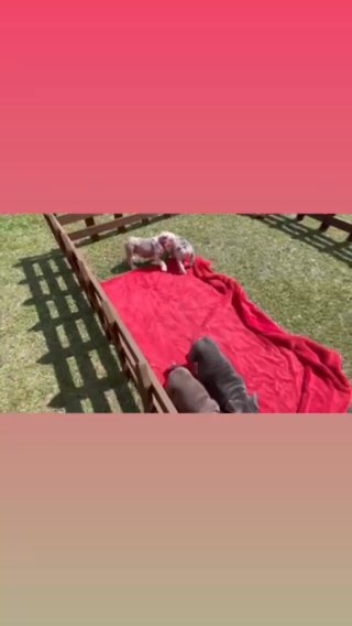 English Bulldogs Available in San Diego, California