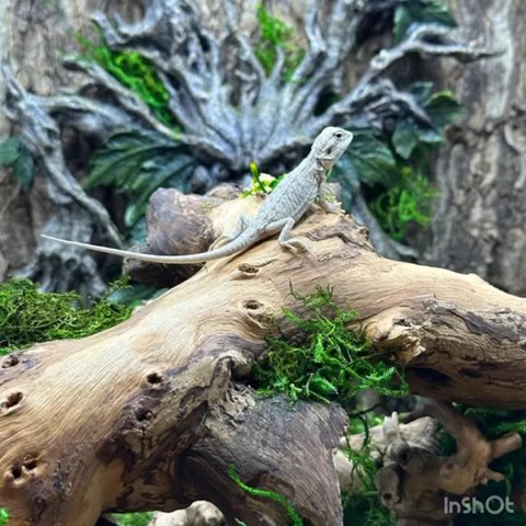 ✨ Rare Baby Zero Hypo Leatherback Bearded Dragon! ✨ in Cape Coral, Florida