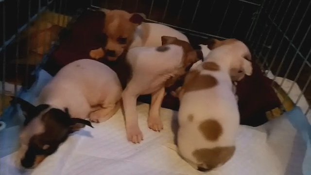 Chihuahuas in Laurinburg, North Carolina