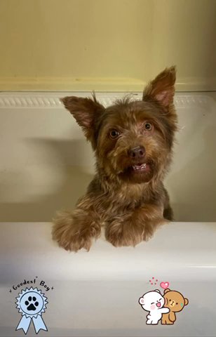 Chocolate Male Yorkie in Albany, New York