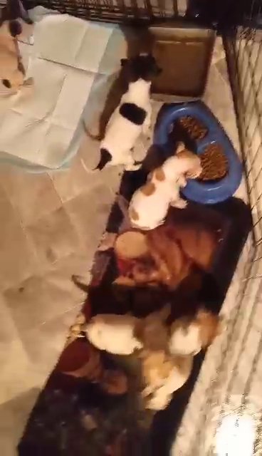 4 pups remaining in Laurinburg, North Carolina