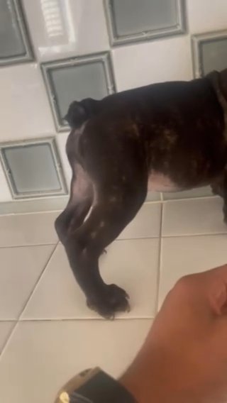 Brindle Frenchie in Los Angeles, California