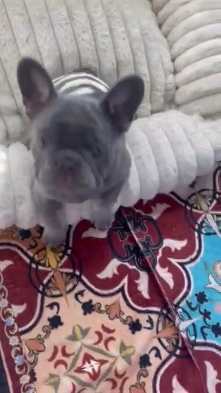 French Bulldog Puppies Available in Mableton, Georgia