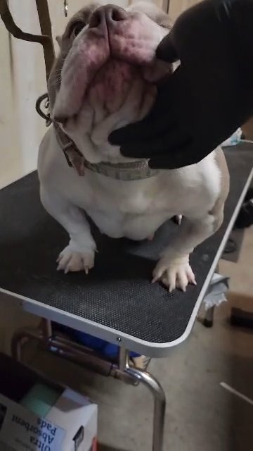 Micro Bully (Female) in Colorado Springs, Colorado