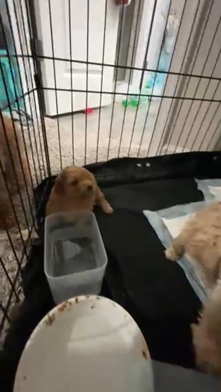 Bichpoo Puppy Playtime in Alpharetta, Georgia