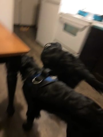 Selling My 2 Dogs ( 7 Months Old pups) in Springville, Utah