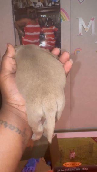 American Bully Female in Fayetteville, North Carolina