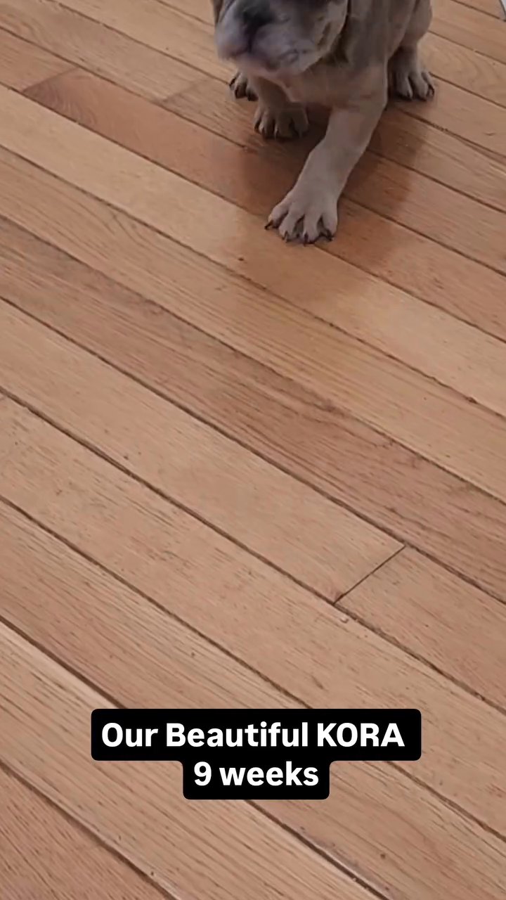 French Bulldog MERLE‼️SOLD‼️ in Passaic, New Jersey