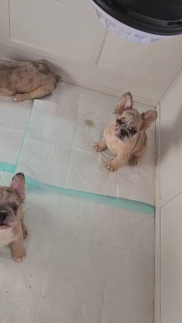 French Bulldog Fluffys ‼️SOLD in Passaic, New Jersey