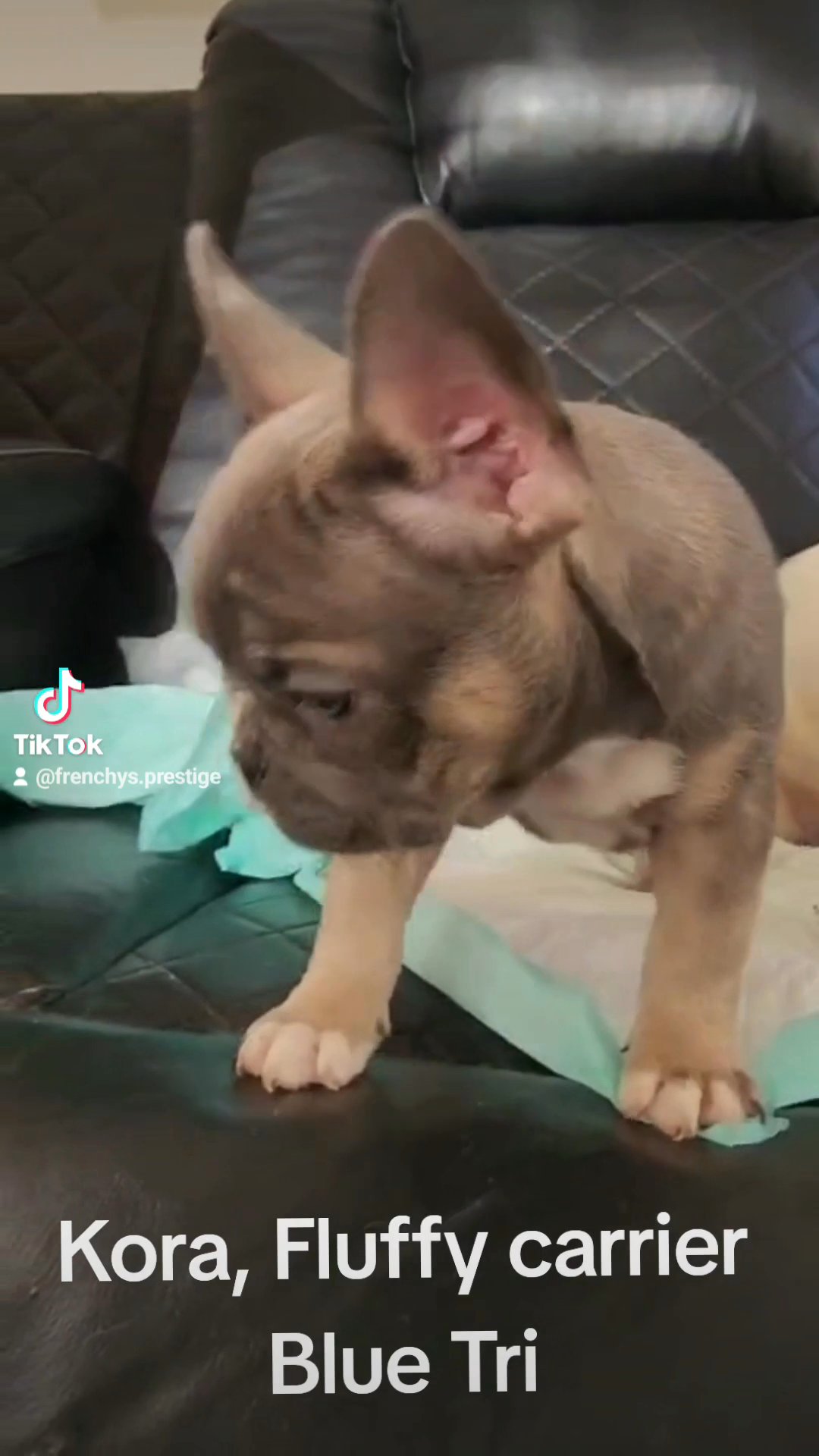 French Bulldog Tri-Color SOLD‼️ in Passaic, New Jersey