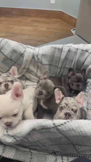 Blue Boy French Bulldog in Atlanta, Georgia