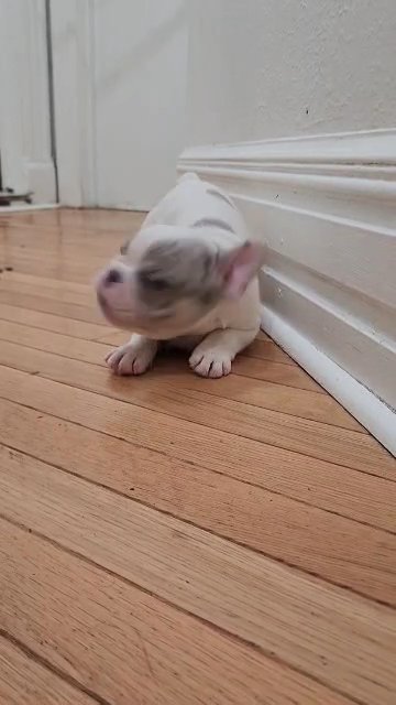 French Bulldog Koi Merle ‼️(SOLD) in Passaic, New Jersey